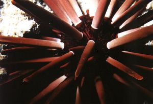 Sharm El Sheik, Egypt - Nikonos V extension tubes by Mark Lloyd 